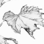 feuille_viti feuille_viti