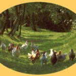 poulets poulets