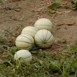 Melon type Charentais