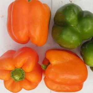 Poivrons sous abri froid