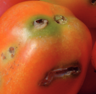 tomate-tutaabsoluta