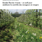 Guide bandes fleuries en verger