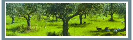 agroforesterie_GRAB_Luberon_web1