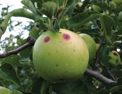 Dégâts de carpocapse sur pomme