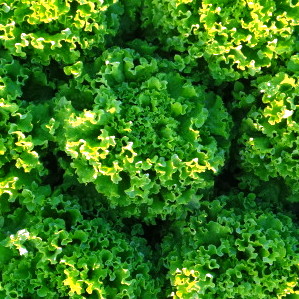 Salades de plein champ