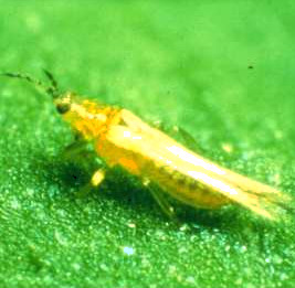 Thrips