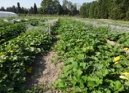 petite courge en plein champ