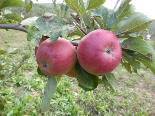 Reporté! ABSOLu – Journée Technique pommes et poires