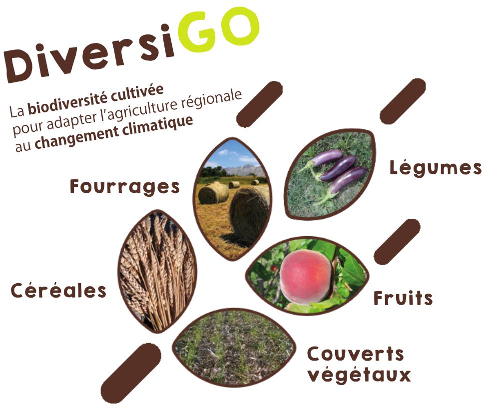 [RESTITUTION] Couverts végétaux Grandes cultures PACA (04)