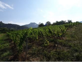 Bilan sur les alternatives au cuivre et aux couverts végétaux en viticulture bio - Laval d'Aix (26)