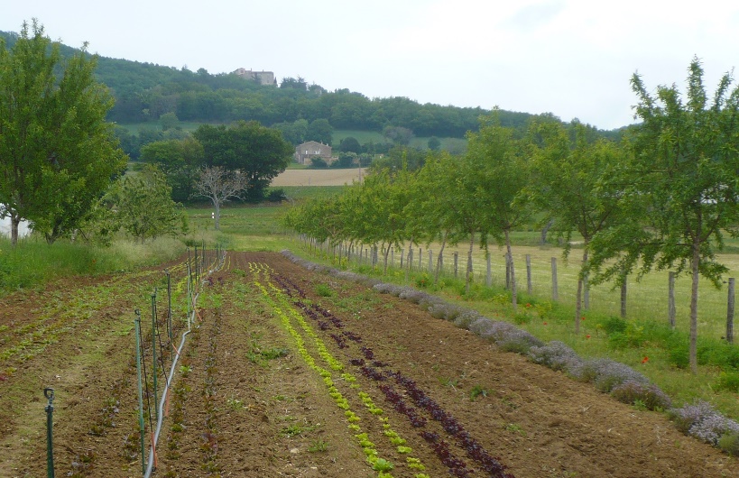 Journée Agroforesterie maraîchère Vaucluse - Cavaillon (84) et Le Thor (84)