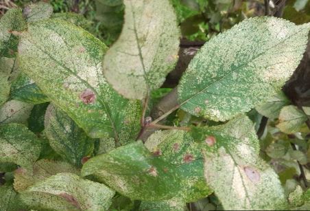 Journée d'échanges sur les pommes et les poires biologiques