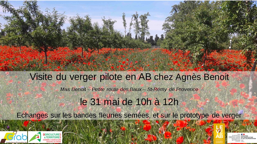 Visite Amandiers & bandes fleuries - 31 mai - St-Rémy de Provence