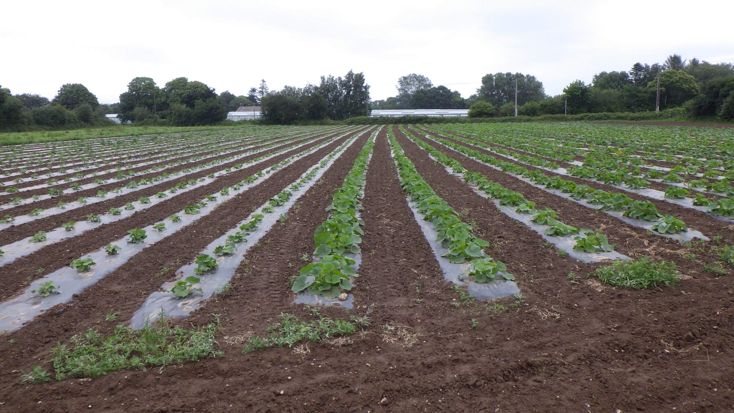 Variétés potagères en Bretagne