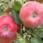 [WEBINAIRE] Approches alternatives en arboriculture fruitière