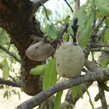 Dégâts causés par les guêpes de l'amandier