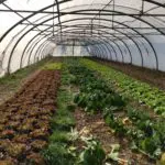{TECHNIQUE] Journée Maraîchage Bio PACA