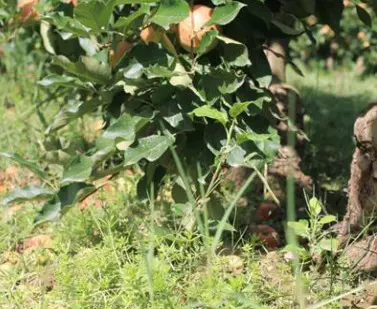 Fiche pratique BIOFRUITNET : Les plantes de couvertures en vergers - Grab