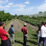 RENCONTRES Place de l'arbre au sein des systèmes maraîchers