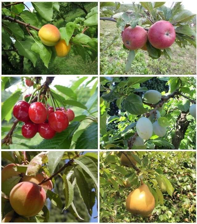 [WEBINAIRE] Choisir ses fruitiers en agroforesterie