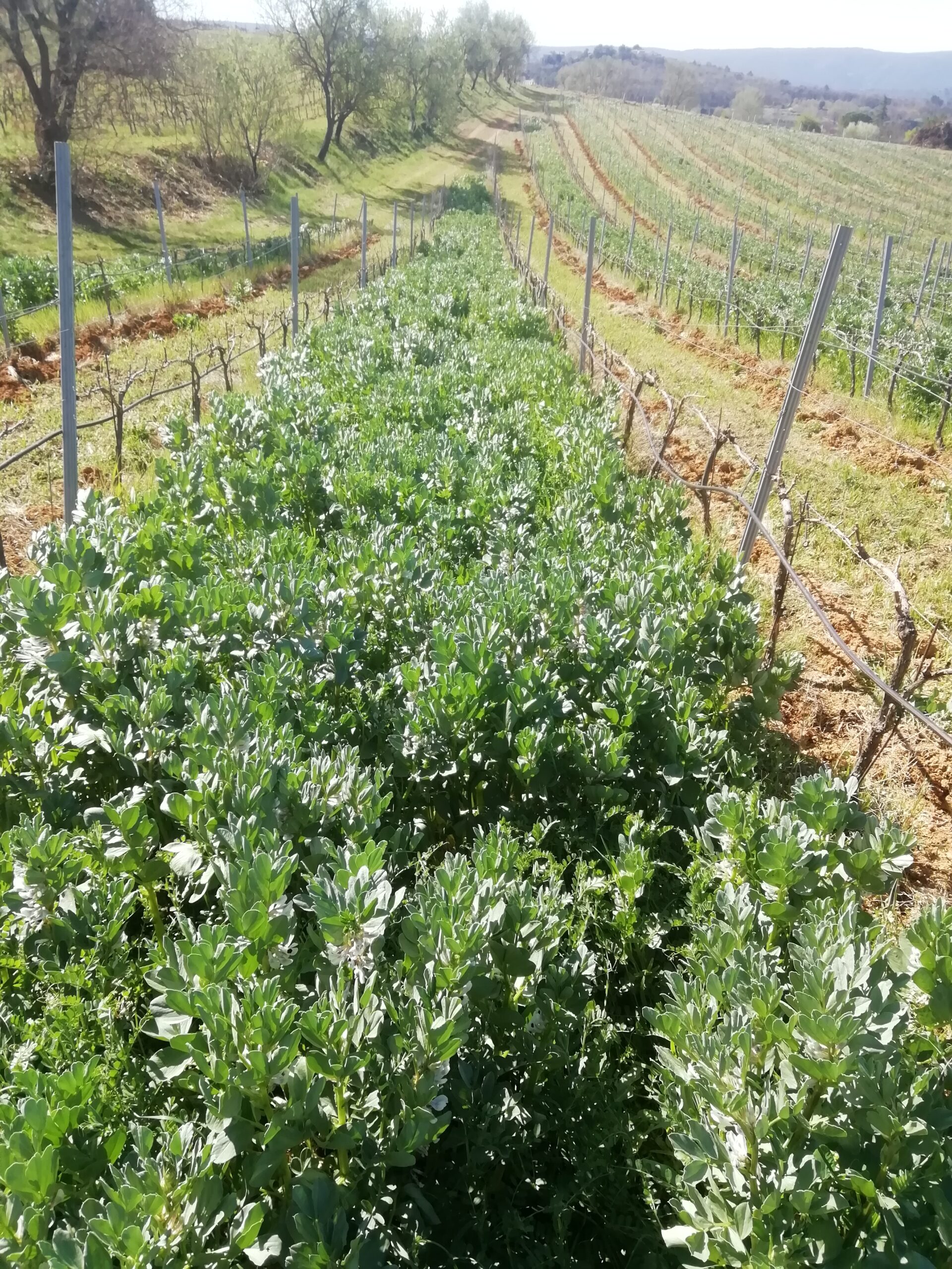 [JOURNEE TECHNIQUE] Agroécologie dans le Luberon