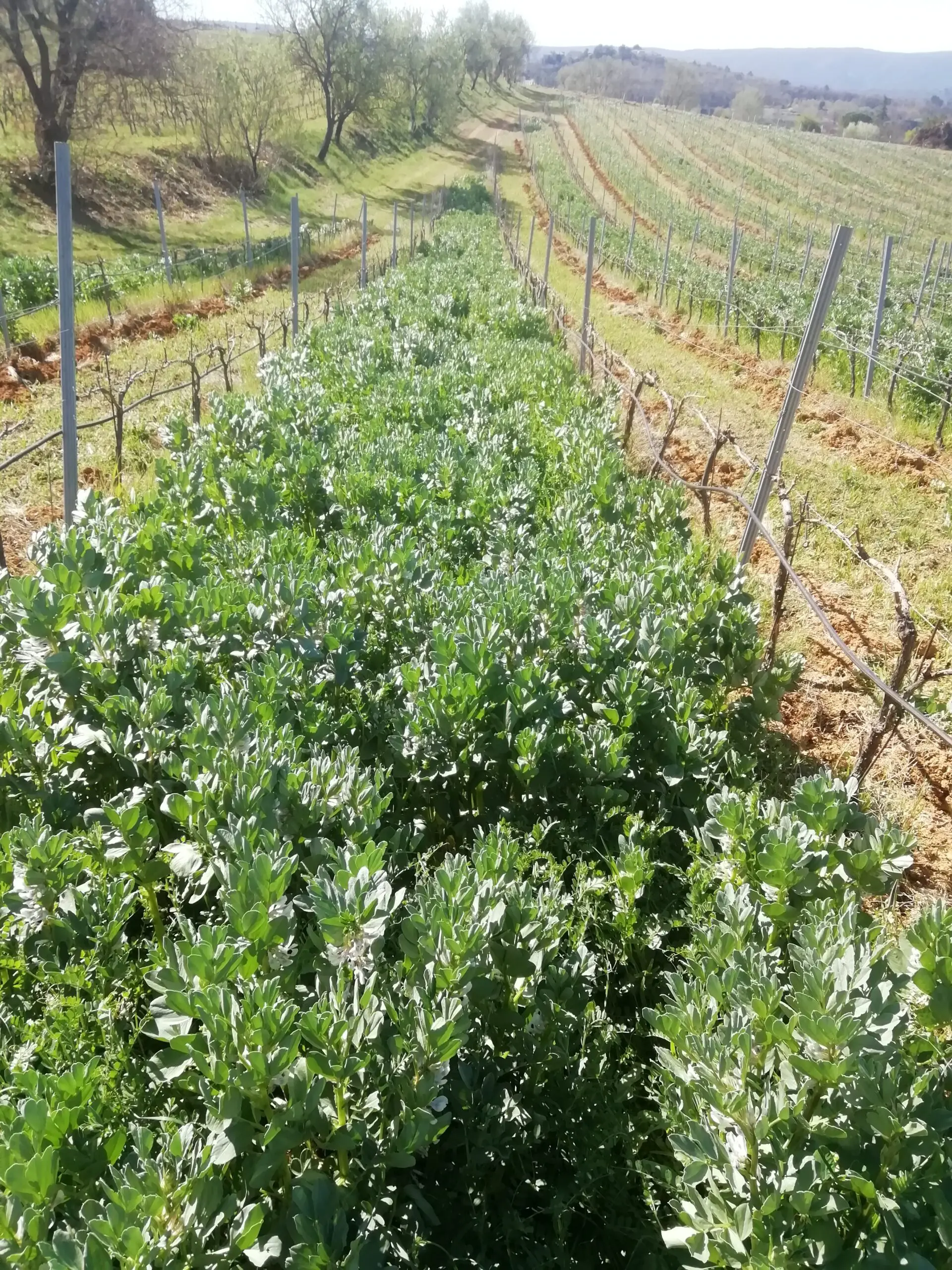 [JOURNEE TECHNIQUE] Agroécologie dans le Lubéron