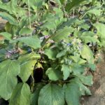 [VISITE] Lutte contre les acariens sur aubergine