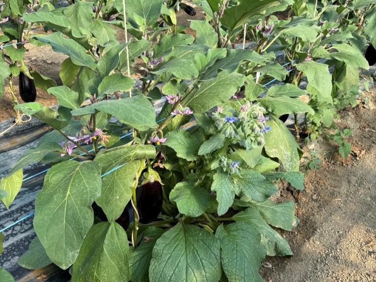 [VISITE] Lutte contre les acariens sur aubergine