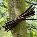 [WEBINAIRE] Anthonomes du pommier et poirier et substances naturelles