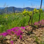 [JOURNEE TECHNIQUE] Agroécologie dans le Luberon