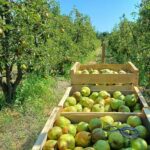 [FORUM] Lancement Living Lab poire bio PACA