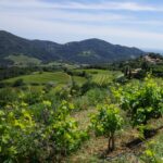 [WEBINAIRE] Stratégies sans cuivre en viticulture bio dans le sud-est