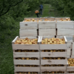 [WEBINAIRE] Quel avenir pour la filière fruitière française à horizon 2040 ?