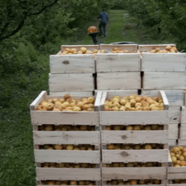 [WEBINAIRE] Quel avenir pour la filière fruitière française à horizon 2040 ?