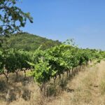 [VISITE] Essai Vigne sans cuivre (83)