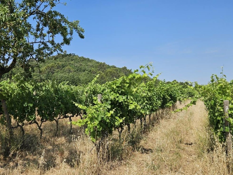 [VISITE] Essai Vigne sans cuivre (83)